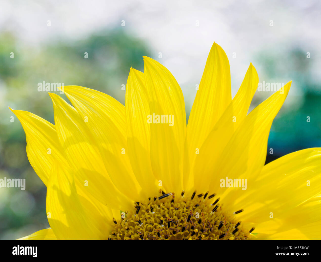 Close-up von Sonnenblumen (Helianthus) in voller Blüte Stockfoto