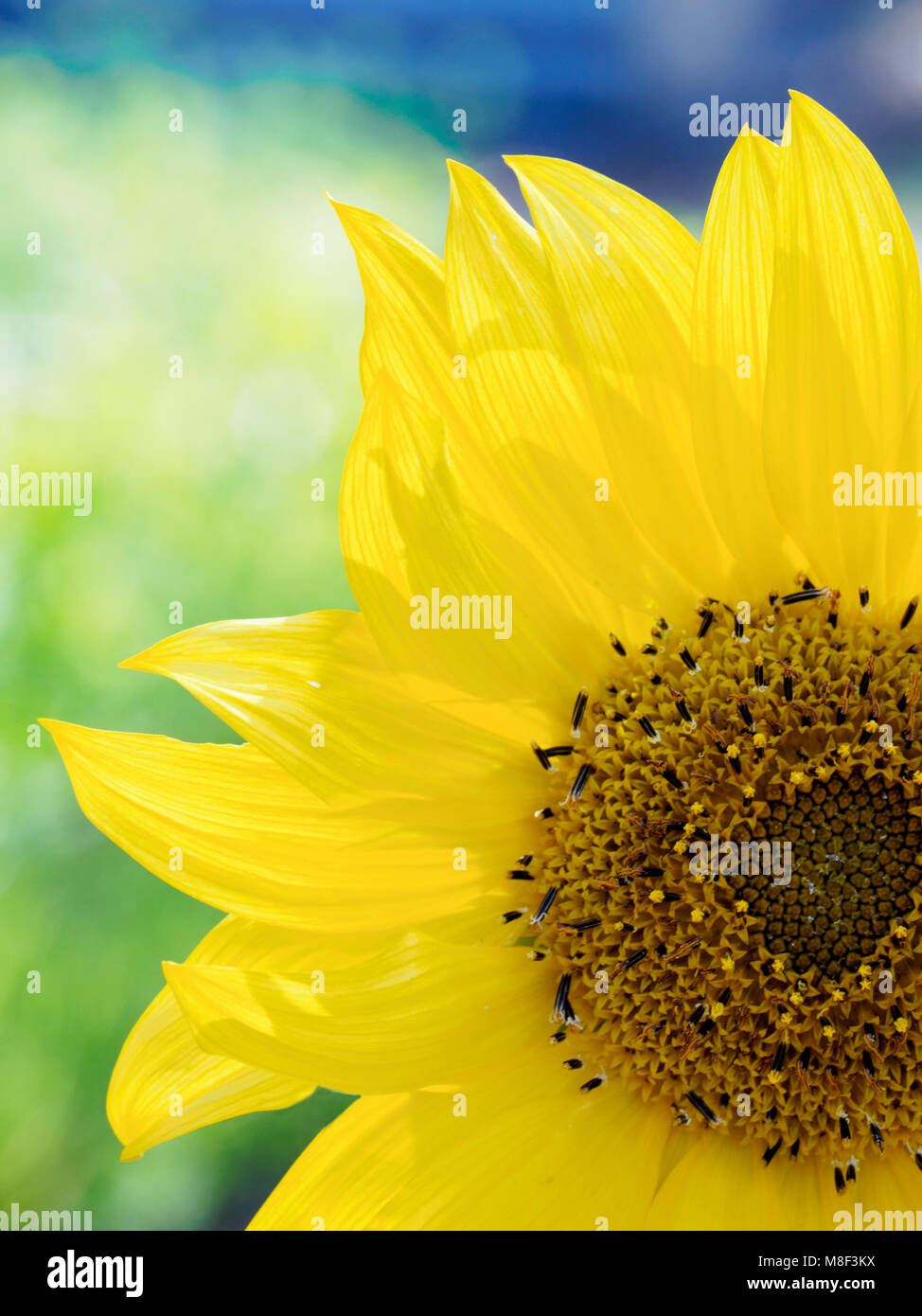 Close-up von Sonnenblumen (Helianthus) in voller Blüte Stockfoto