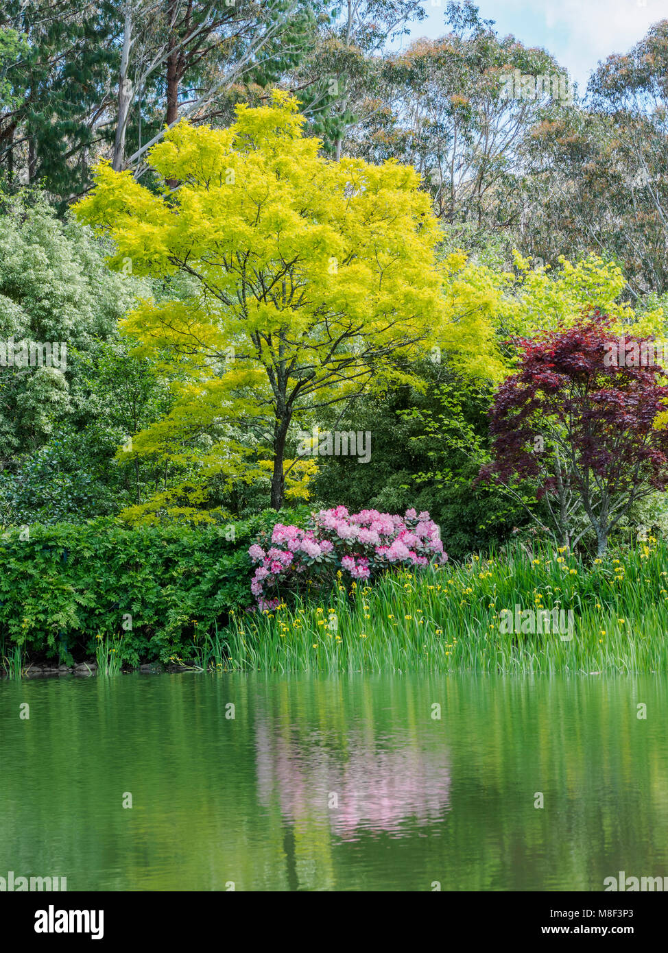 Bush mit Rhododendren und Bäume im See spiegeln Stockfoto