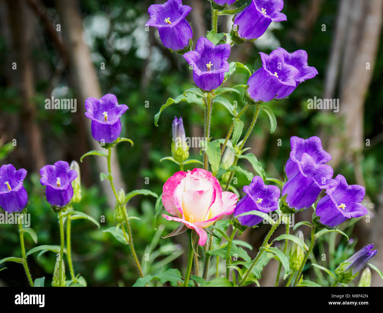 Lila und rosa Blumen Stockfoto