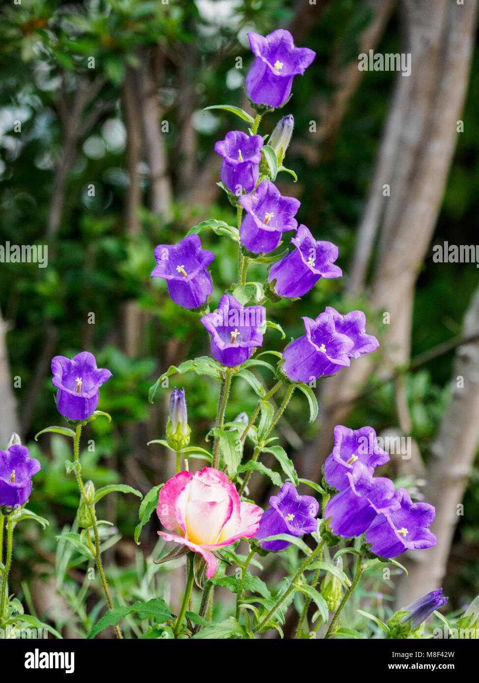 Lila und rosa Blumen Stockfoto