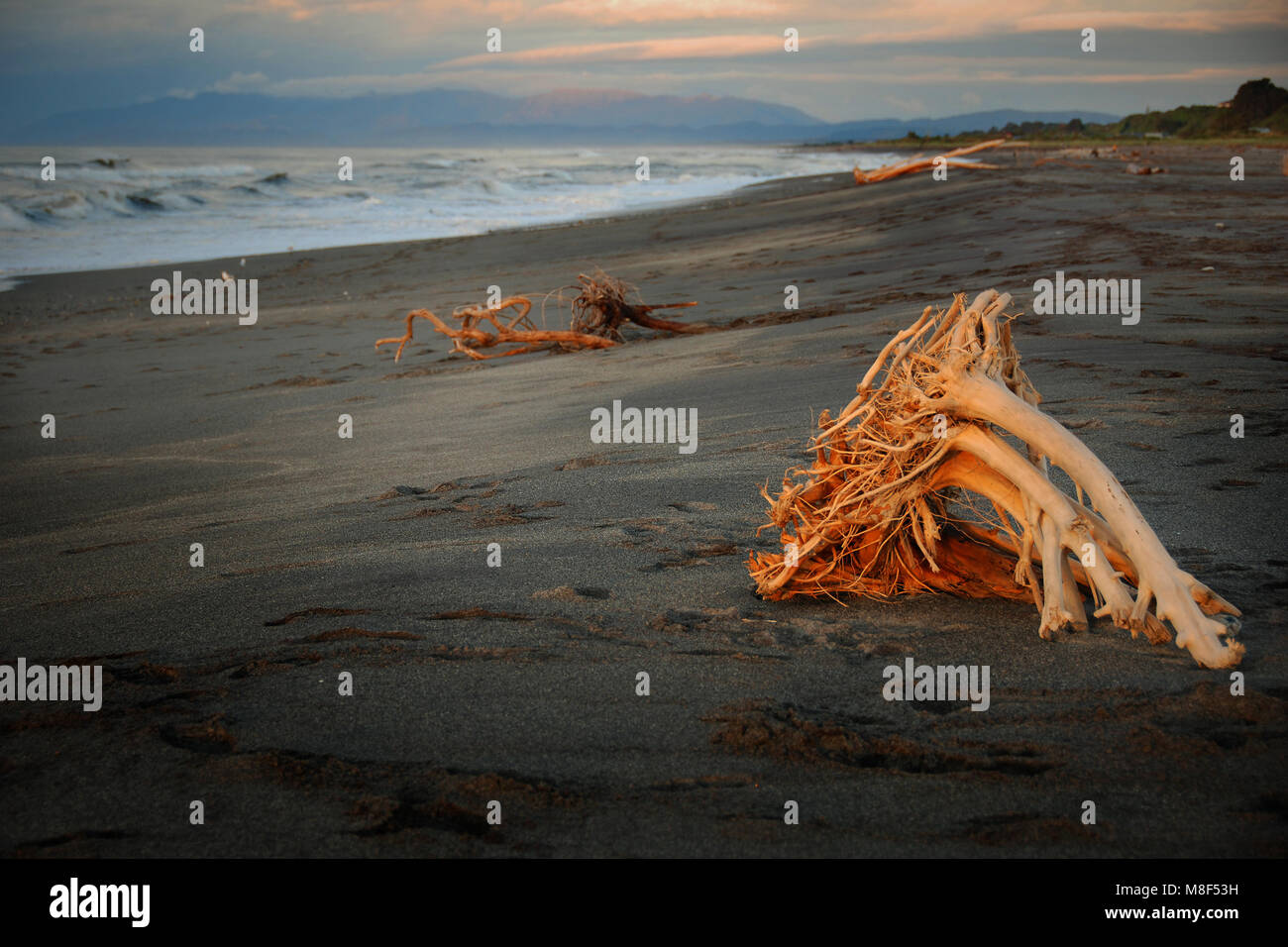 Treibholz auf dunklen Sand Beach, South Island, Neuseeland Stockfoto