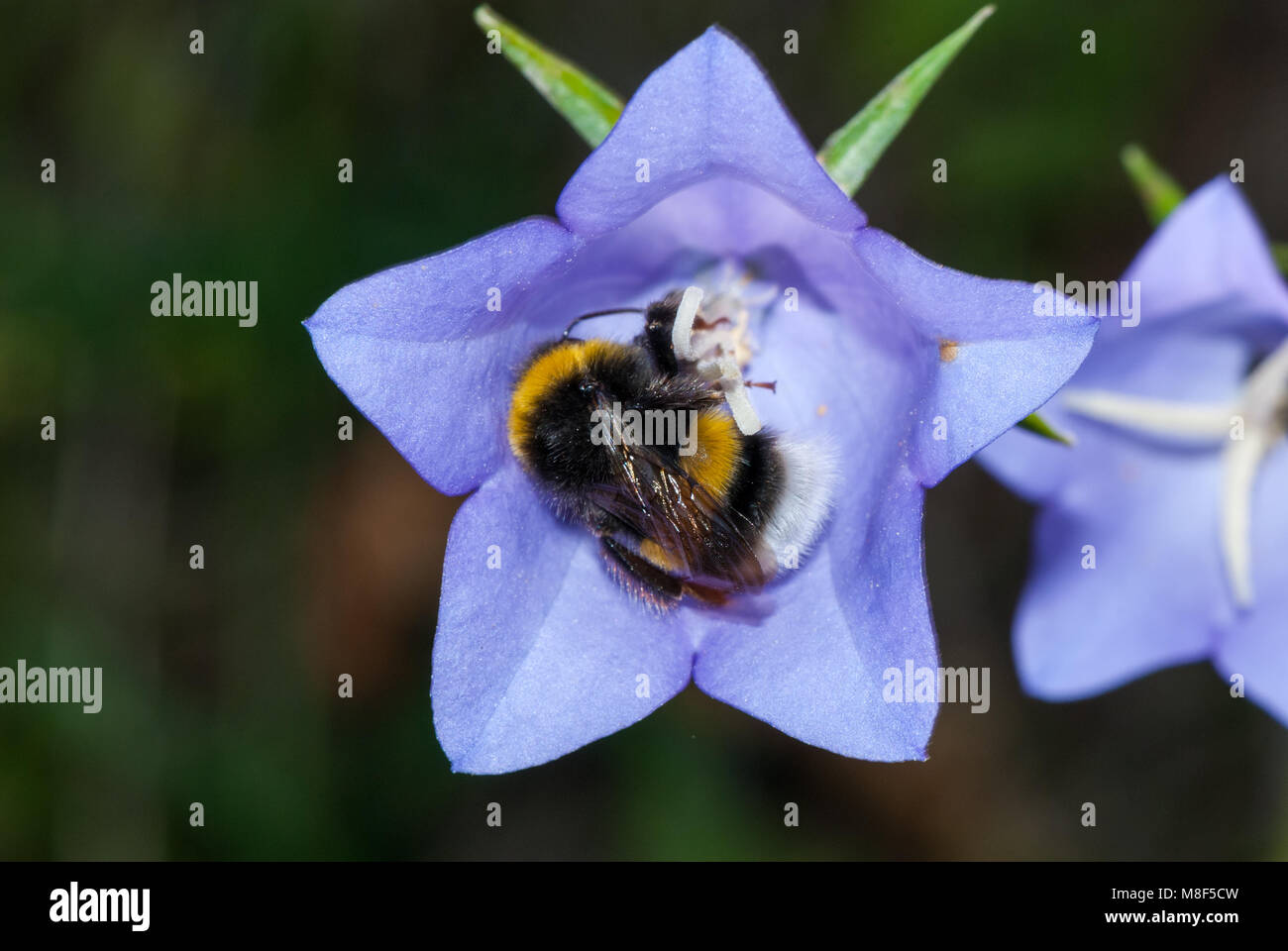 White-tailed Hummel, Bombus lucorum, in einer Blume Stockfoto