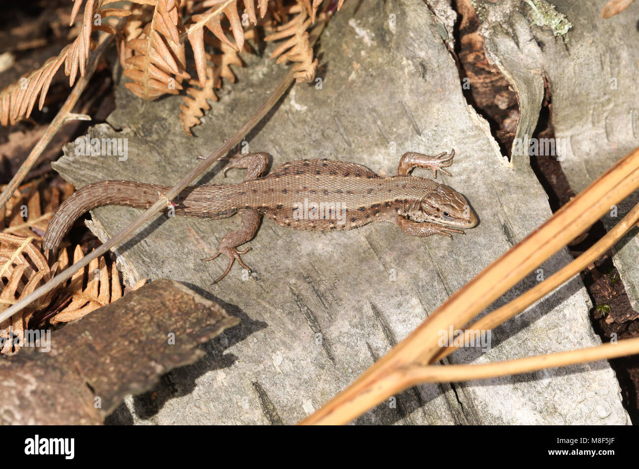 Eine atemberaubende Gemeinsame Eidechsen (Lacerta Zootoca Vivipara) Erwärmung sich auf einem Baumstamm in der Frühlingssonne. Stockfoto