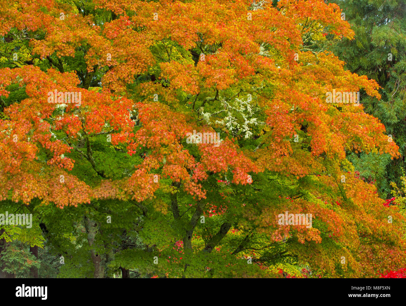 Herbst, japanische Ahorn, Mill Valley, Marin County, Kalifornien Stockfoto
