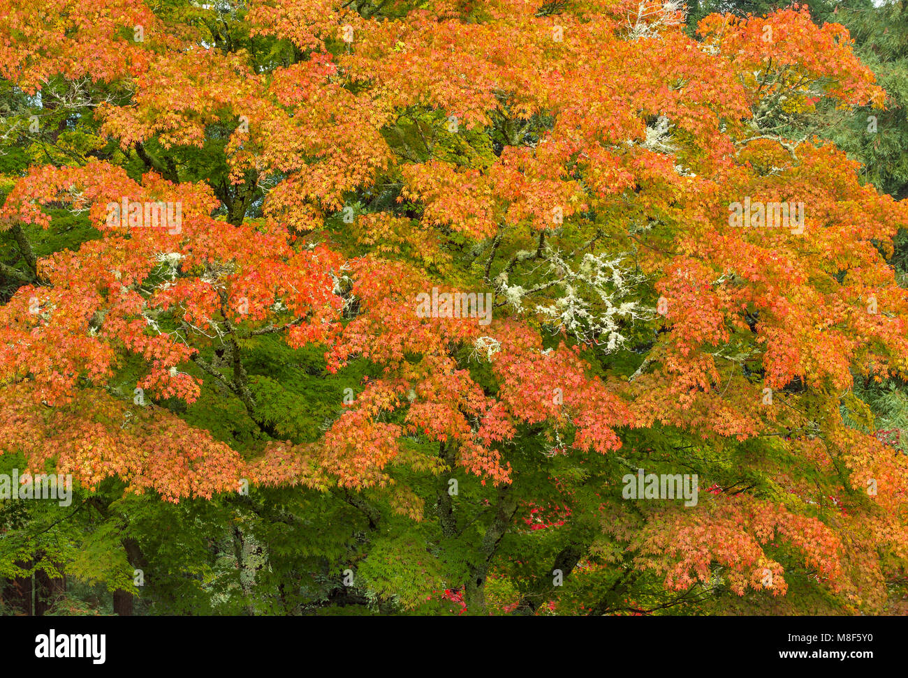 Herbst, japanische Ahorn, Mill Valley, Marin County, Kalifornien, Stockfoto