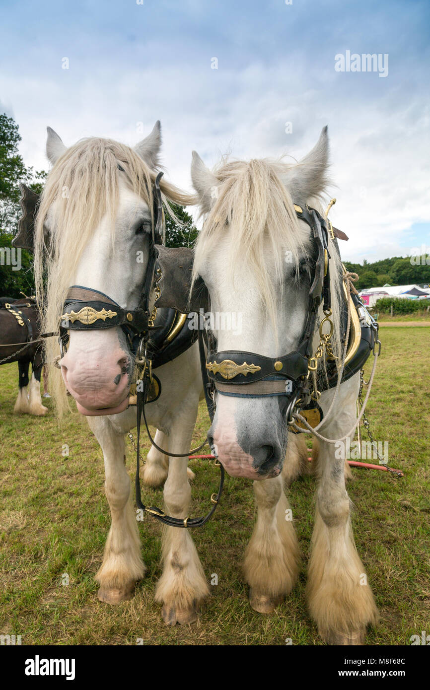 Ein paar der Shire pferde geben eine Demonstration am 2017 Norton Fitzwarren Steam Rally, Somerset, England, Großbritannien Stockfoto
