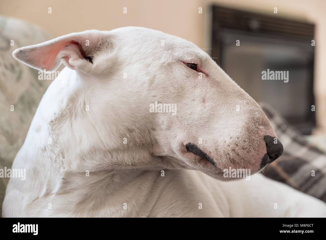 Weißer Hund, English Bull Terrier Profil Portrait Stockfoto