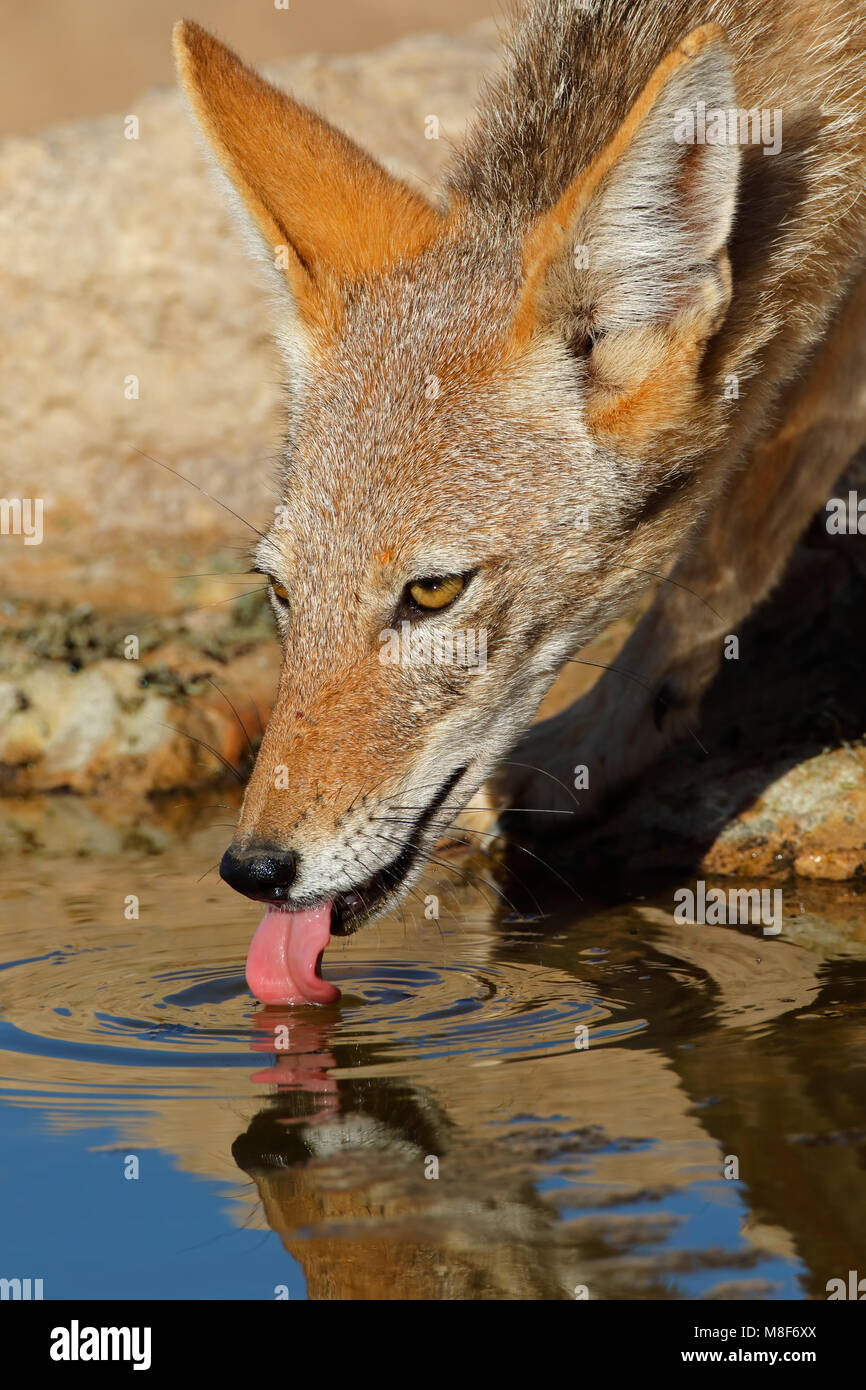 Porträt eines black-backed Jackal (Canis mesomelas) Trinkwasser, Kalahari Wüste, Südafrika Stockfoto