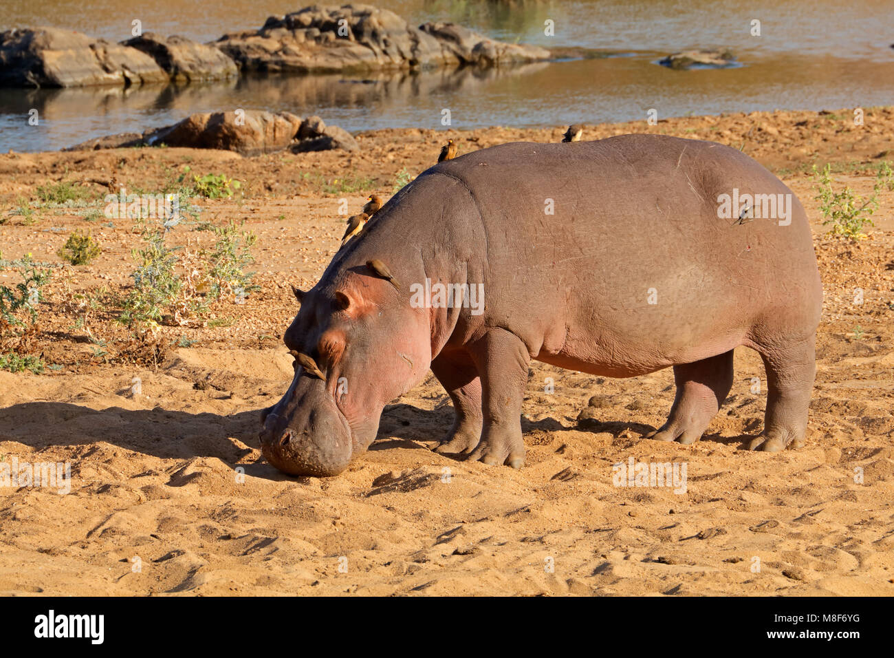Ein Flusspferd (Hippopotamus Amphibius) auf dem Land, Krüger Nationalpark, Südafrika Stockfoto