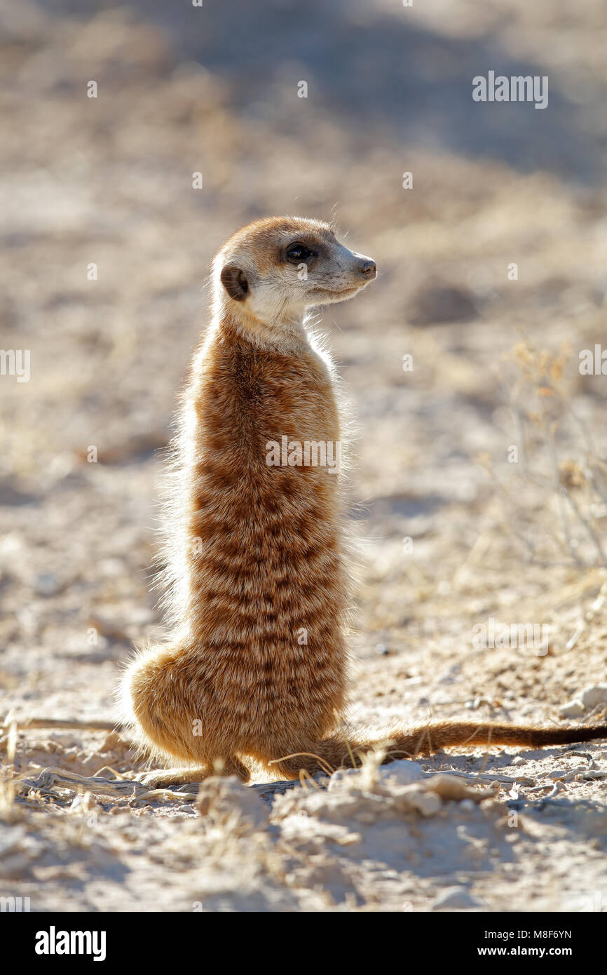 Erdmännchen (Suricata Suricatta) stehen auf der Hut, Kalahari-Wüste, Südafrika zu warnen Stockfoto