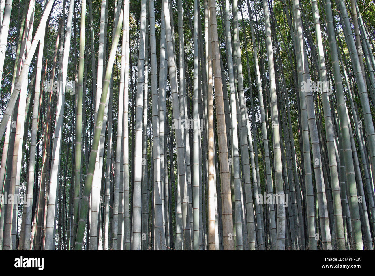 Bambus Wald, Arashiyama, Kyoto, Japan Stockfoto