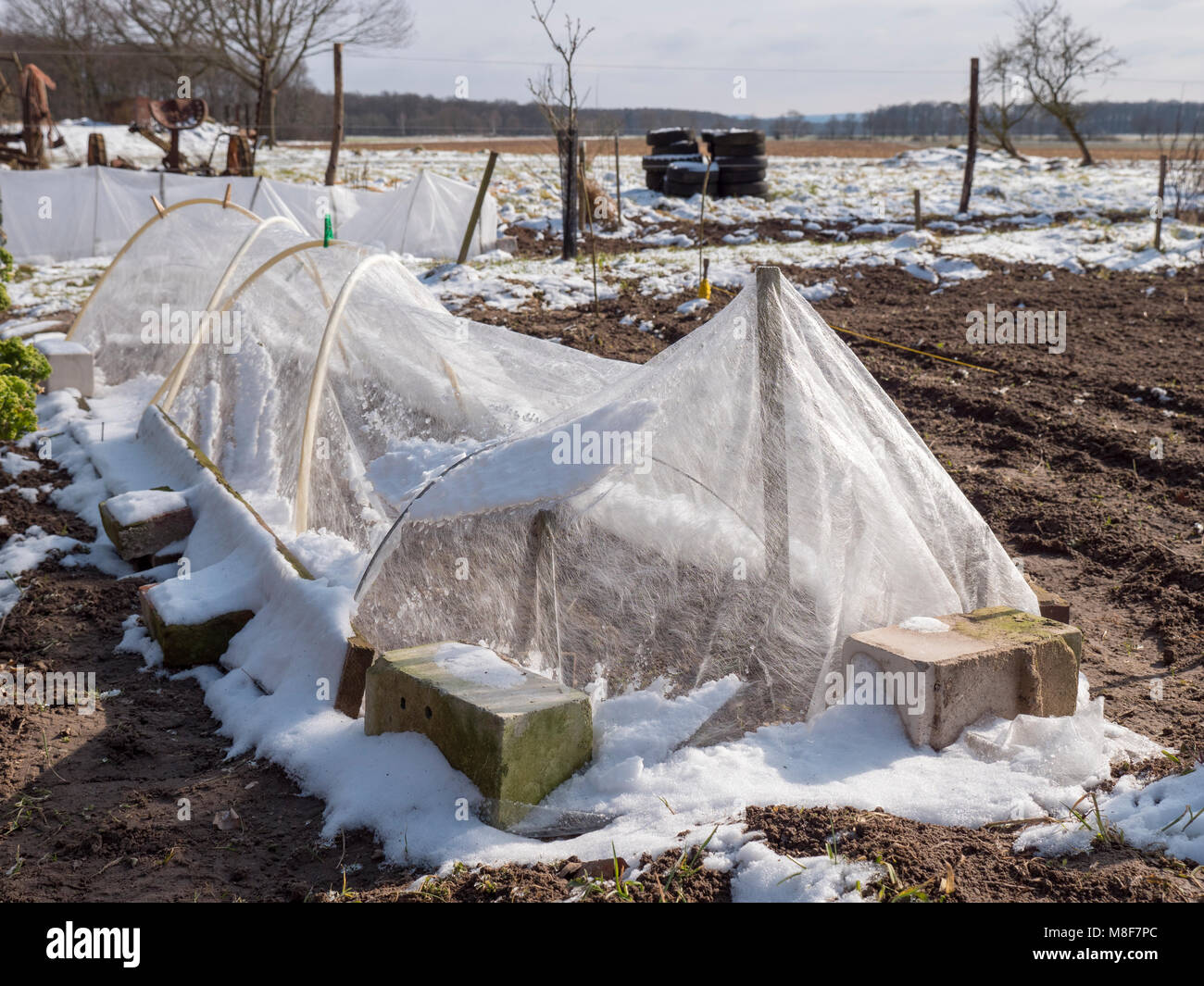 Gartenvlies schützen Sämlinge gegen Schnee und Eis in einem Garten im März. Stockfoto
