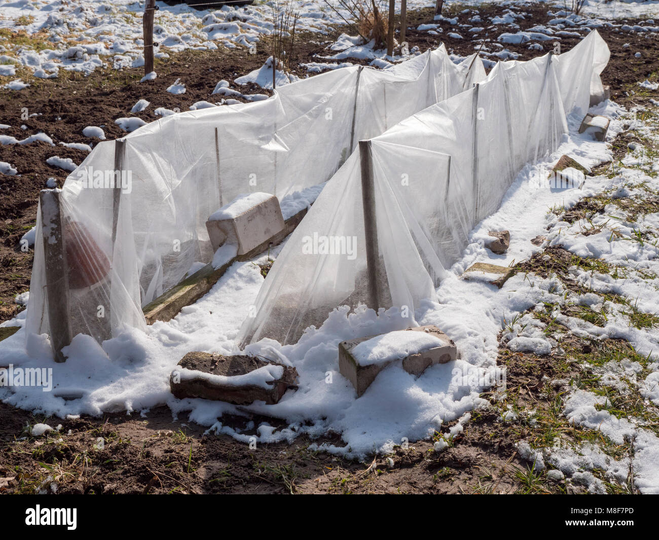 Gartenvlies schützen Sämlinge gegen Schnee und Eis in einem Garten im März. Stockfoto