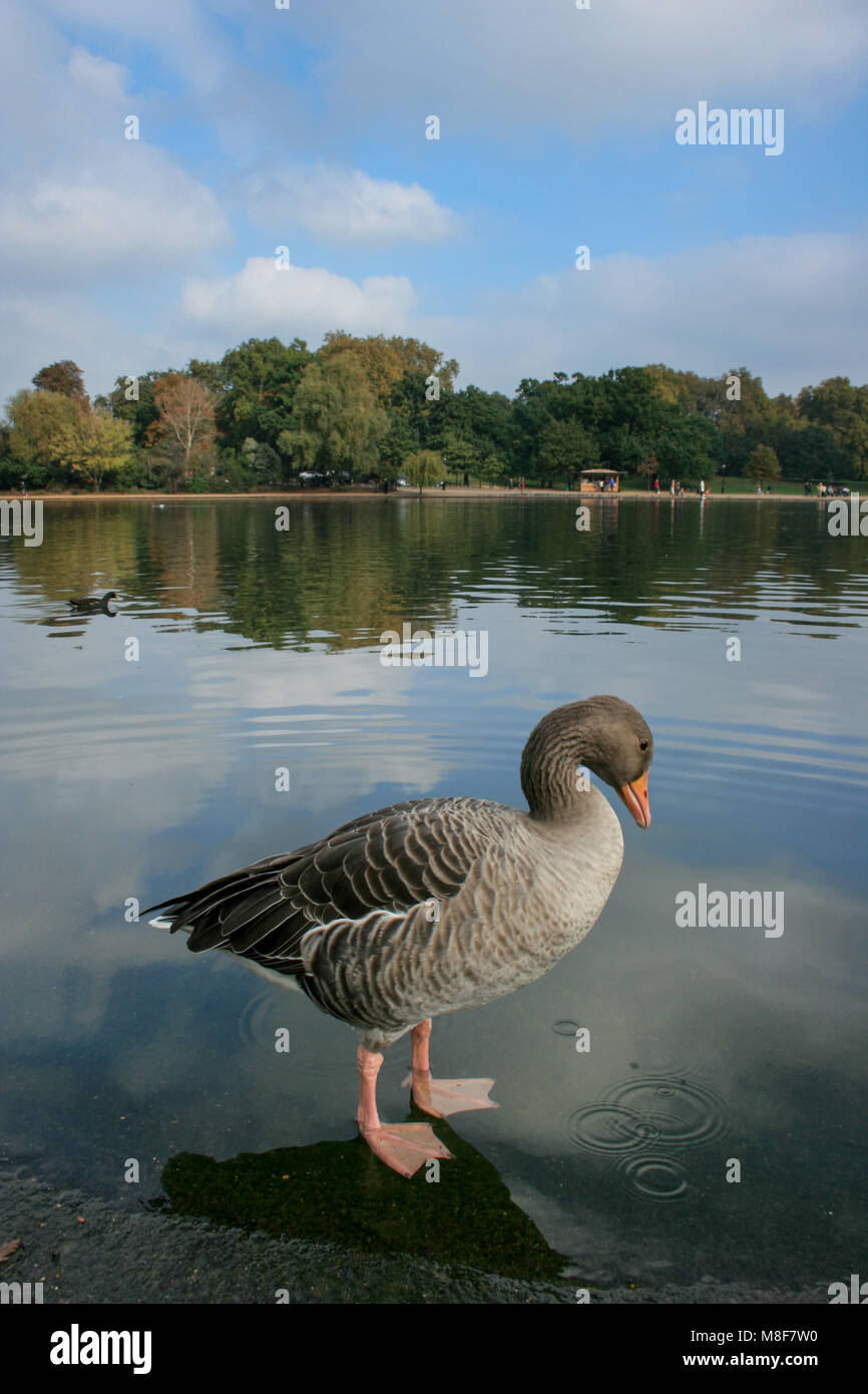 Graugans (Anser anser) am See, Serpentine See im Hyde Park, London, UK Stockfoto