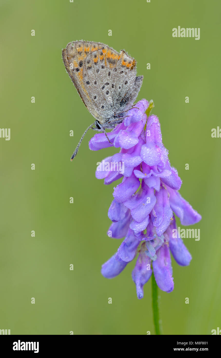 Rußiger Kupfer, Lycaena tityrus Stockfoto