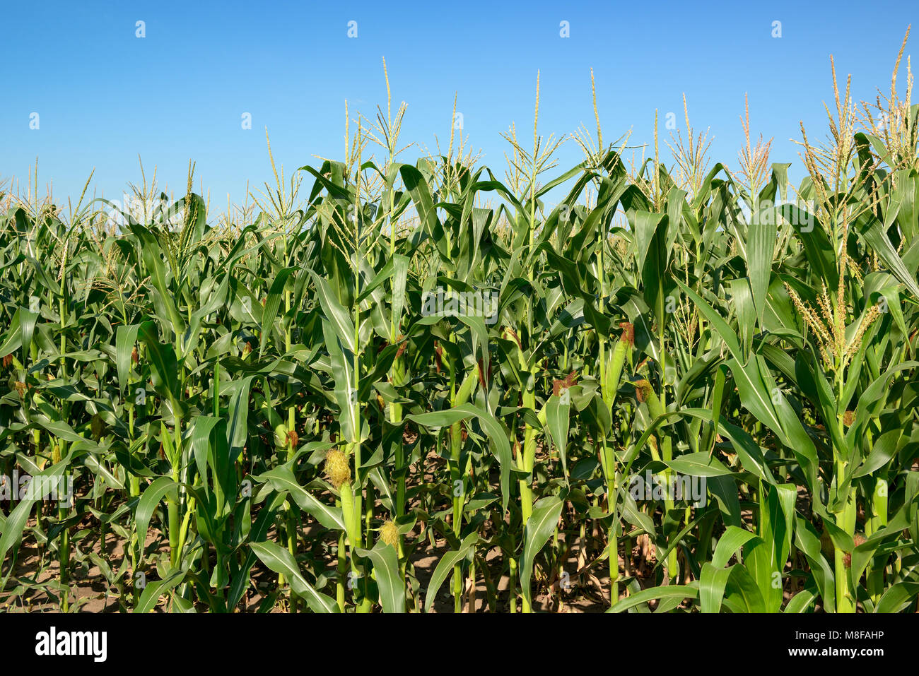 Mais Stiele auf dem Hintergrund des blauen Himmels. Stockfoto