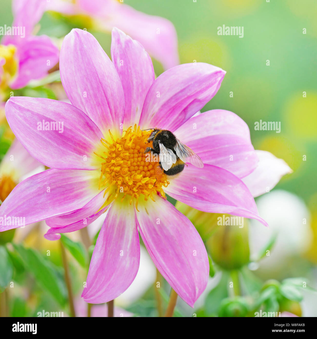 Große schwarze bumble bee Nektar sammelt auf dahlie. Stockfoto