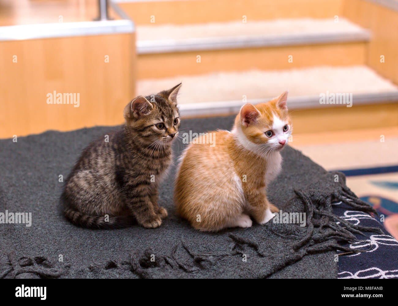 Zwei süße tabby Kitten grau und rot, auf dem Bett zu sitzen auf einem grauen Plaid Stockfoto