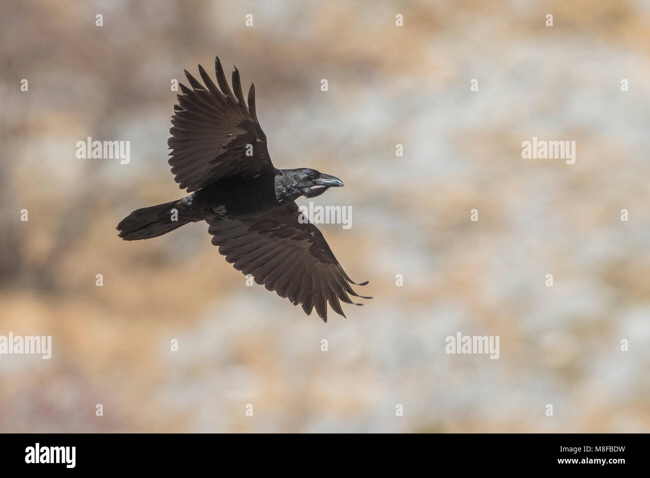 Raaf; Raven; Corvus Corax Stockfoto