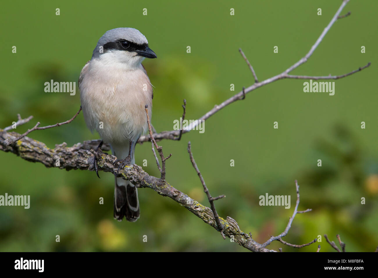 Grauwe Klauwier zittend volwassen Mann in Struik; Neuntöter Männchen im Busch gehockt Stockfoto