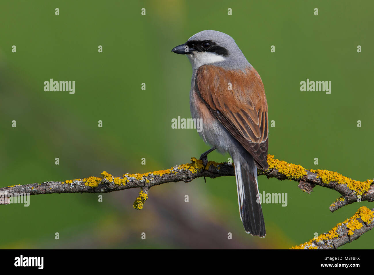 Grauwe Klauwier zittend volwassen Mann in Struik; Neuntöter Männchen im Busch gehockt Stockfoto