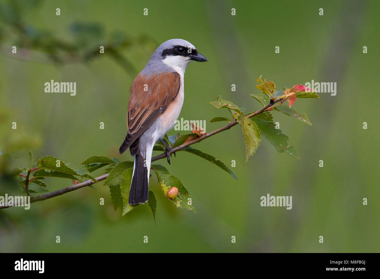 Grauwe Klauwier zittend volwassen Mann in Struik; Neuntöter Männchen im Busch gehockt Stockfoto