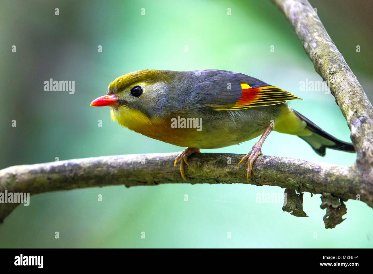 Japanischen Nachtegaal; Red-billed Leiothrix Stockfoto