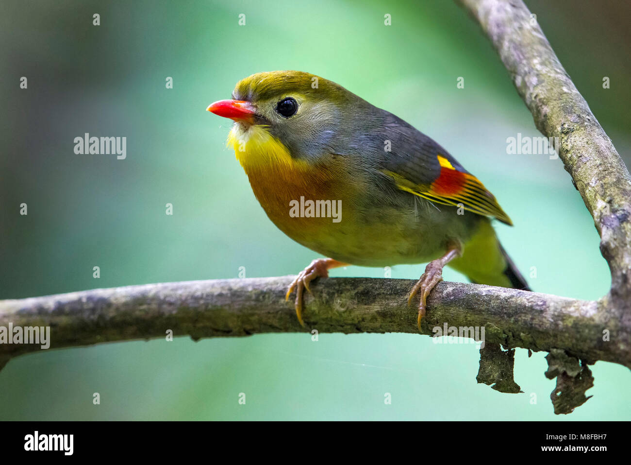 Japanischen Nachtegaal; Red-billed Leiothrix Stockfoto