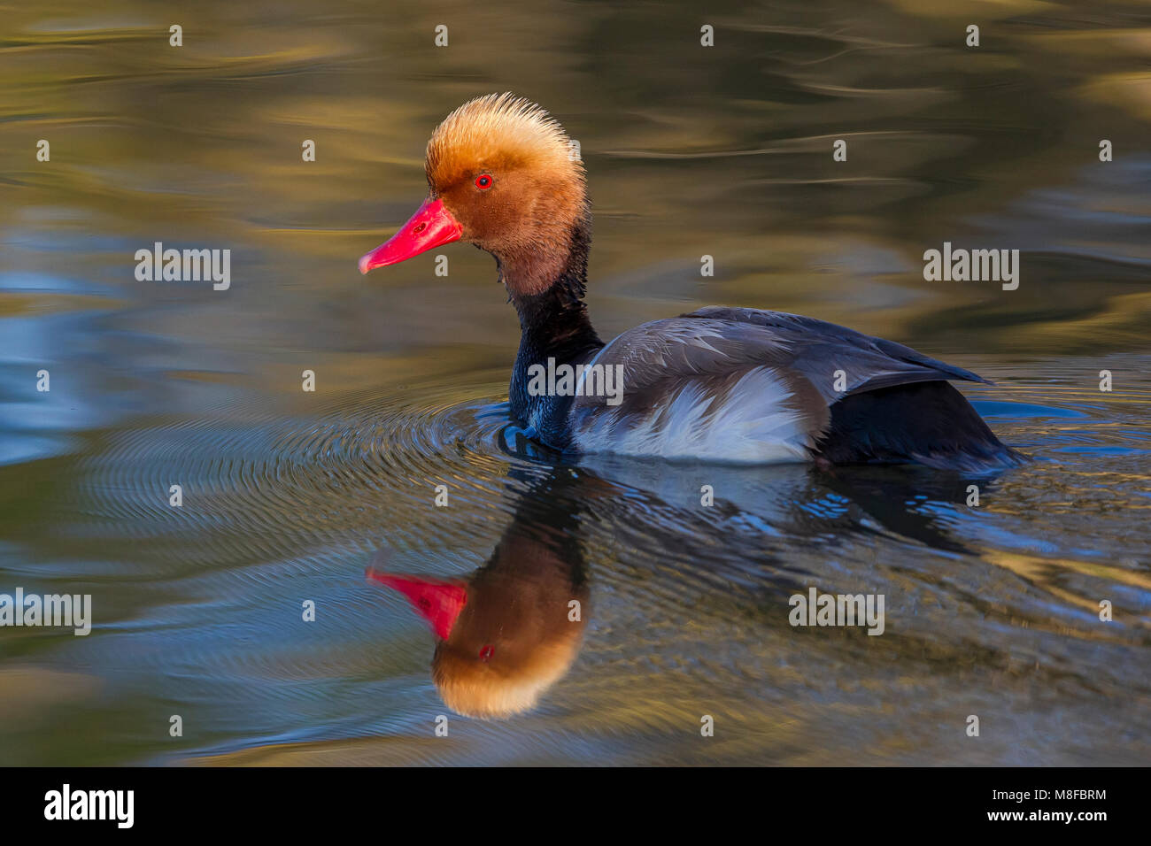 Mannetje Krooneend, Kolbenente Männchen Stockfoto