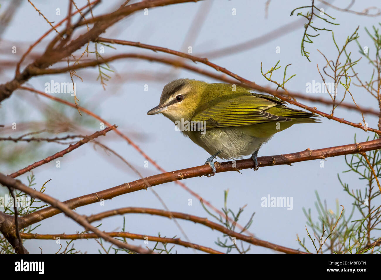 Roodoogvireo, red-eyed Vireo Stockfoto