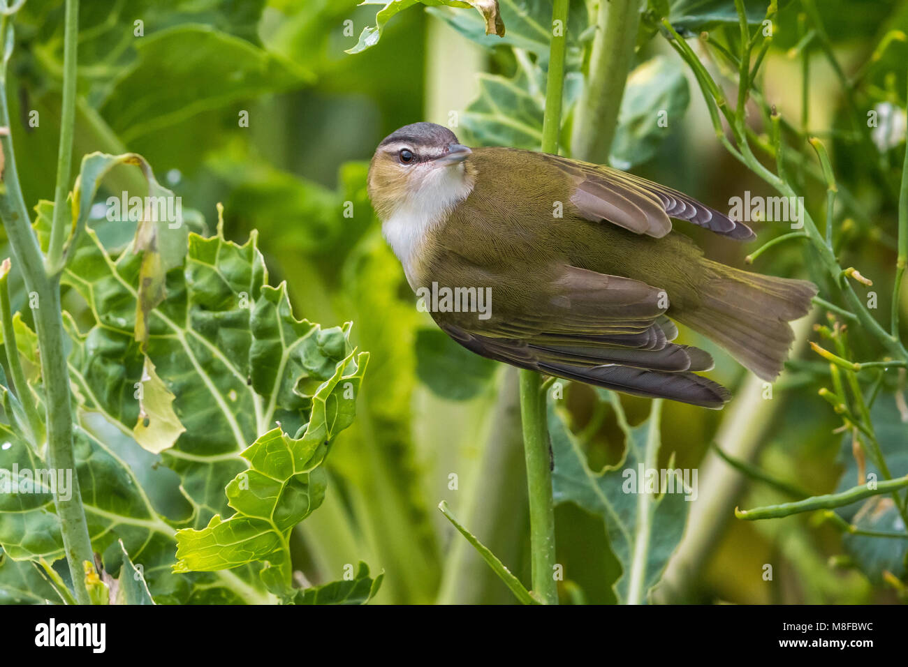 Roodoogvireo, red-eyed Vireo Stockfoto