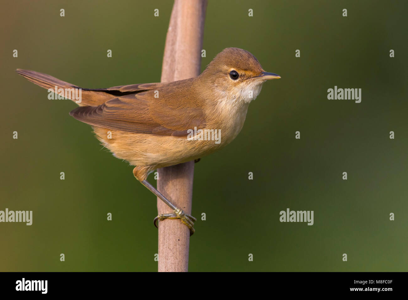 Kleine Karekiet; Teichrohrsänger Stockfoto