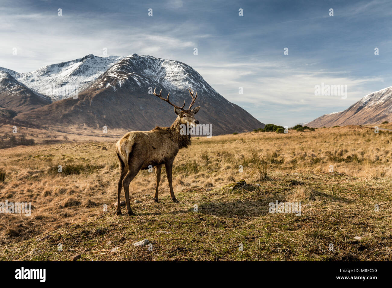 Roter Hirsch Hirsche in Glen Etive, Glencoe, Highlands, Schottland, Großbritannien, Europa Stockfoto