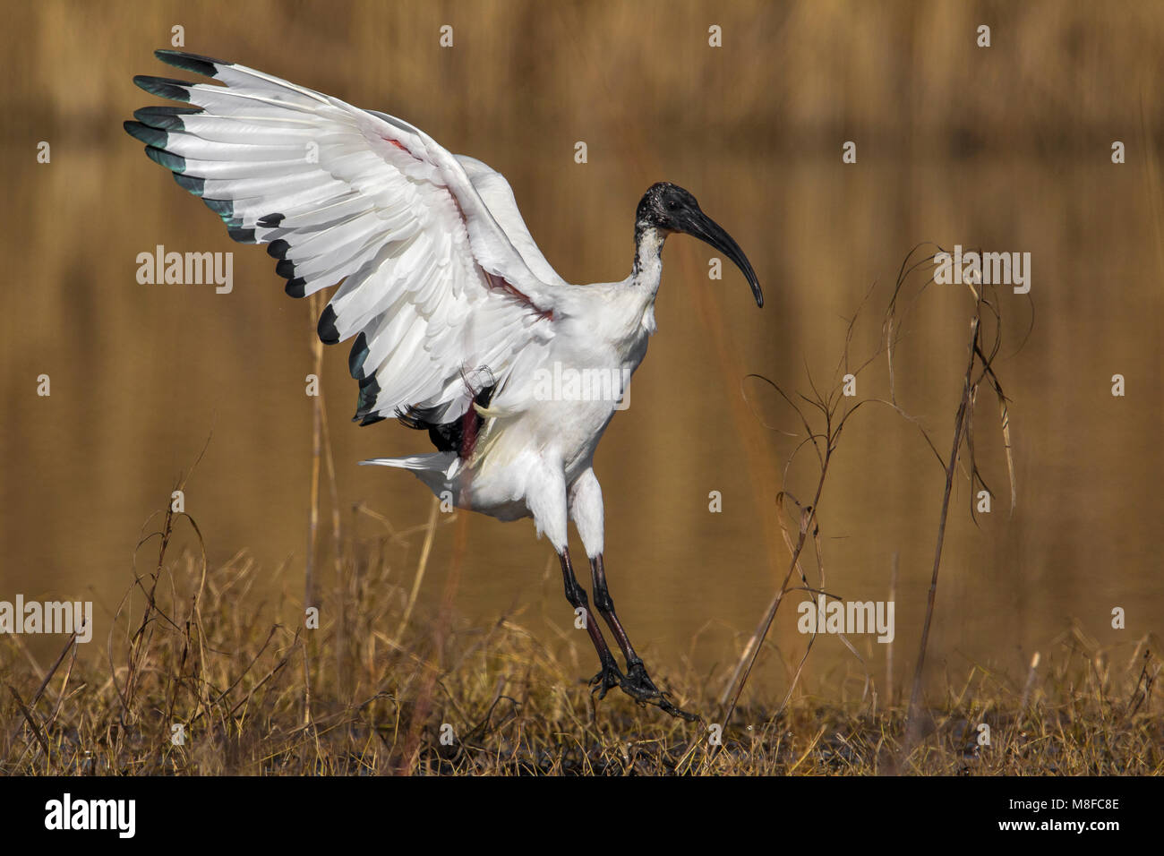 Heilige Ibis; Heiliger Ibis Stockfoto