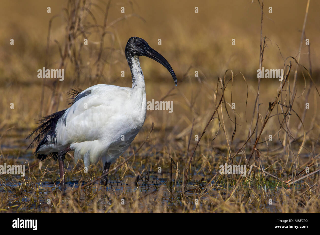 Heilige Ibis; Heiliger Ibis Stockfoto