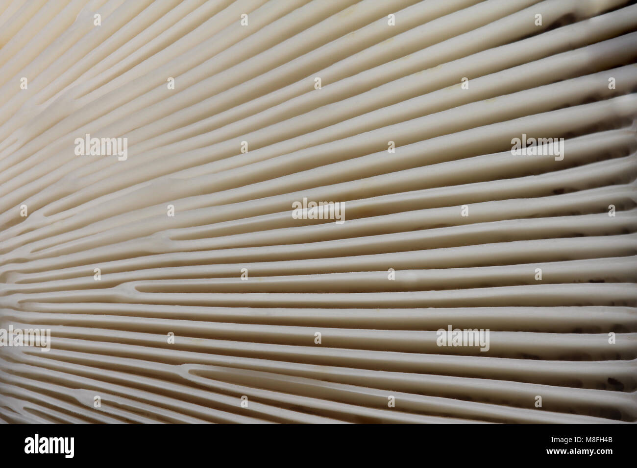 Blick auf den Aufbau der Kiemen der Pilzscheibe (von unten) Close-up - Hintergrund Stockfoto