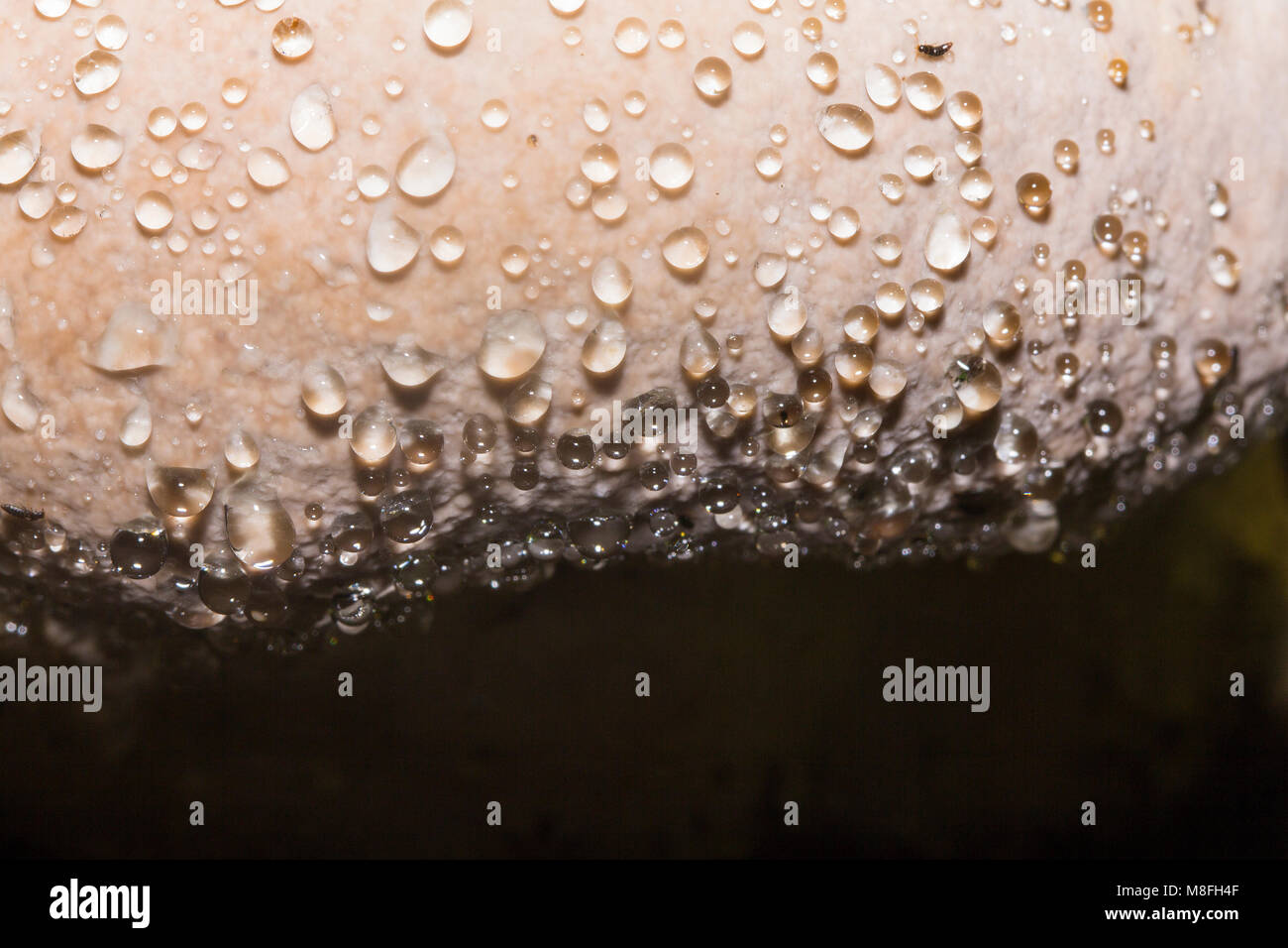 Morgentau auf der Pilzscheibe (close-up) Stockfoto