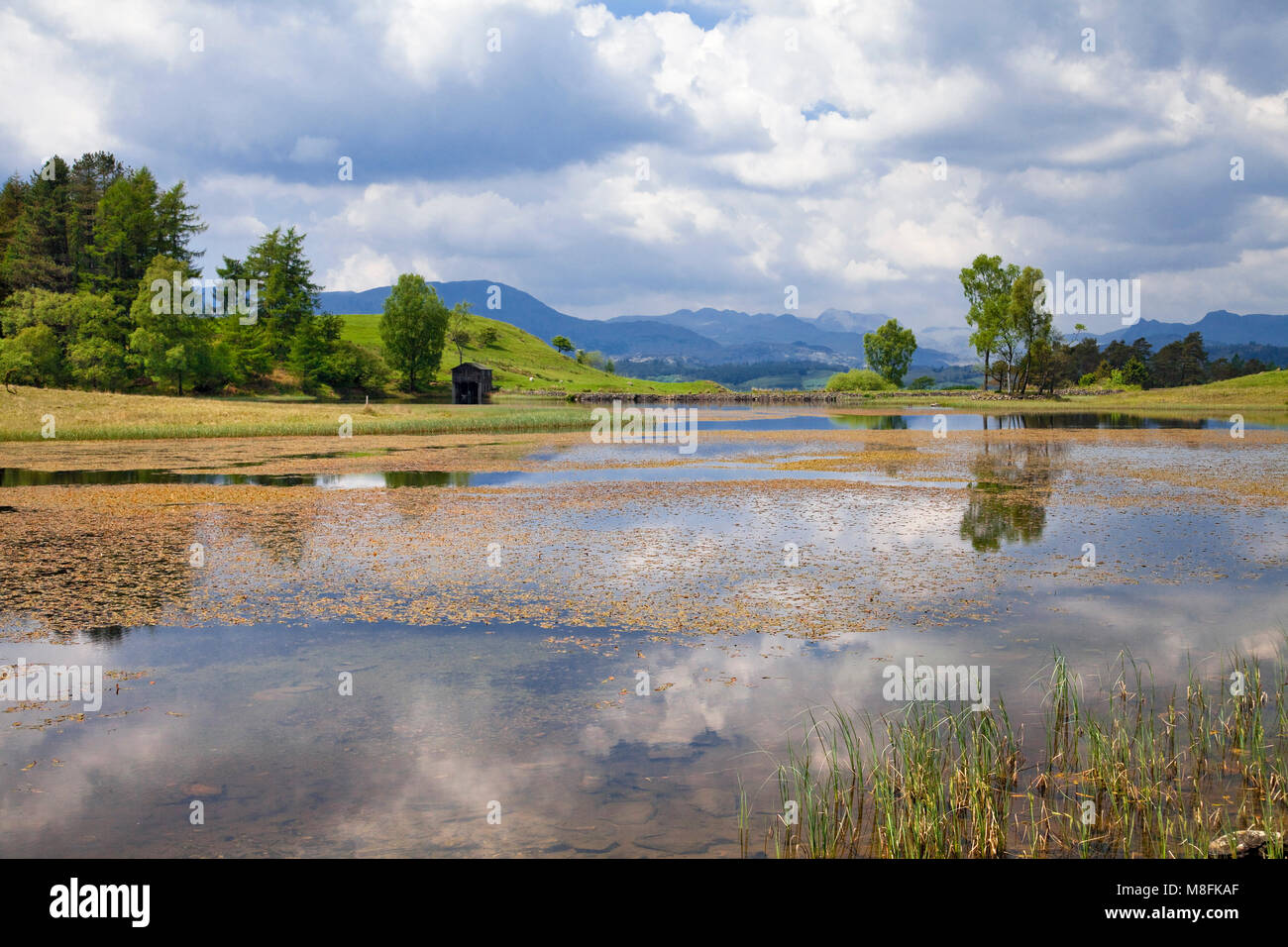 Weisen Een Tarn Claife Höhen Lake District Stockfoto