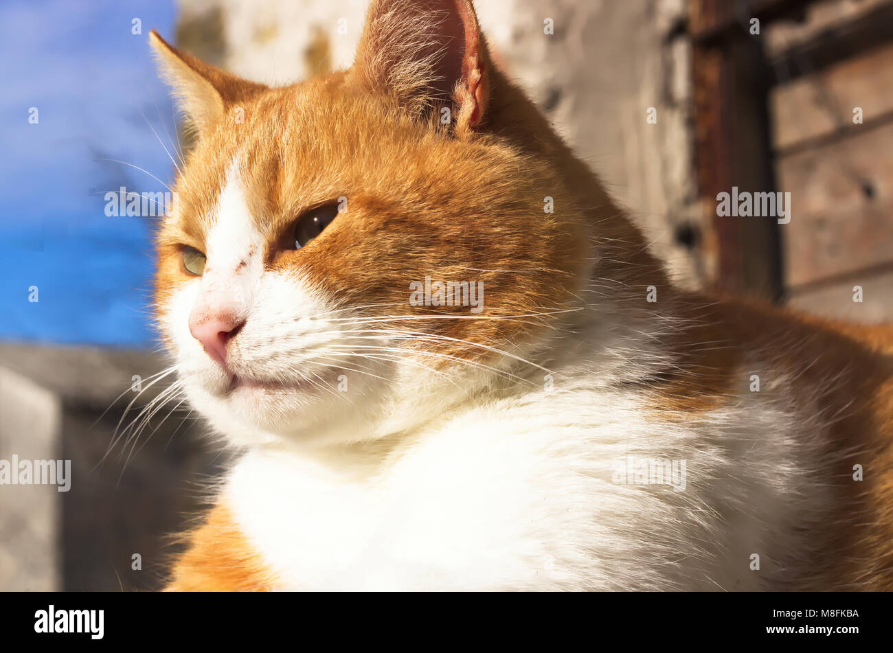 Portrait von Orange und weiße Katze mit Zerkratzte Nase Stockfoto