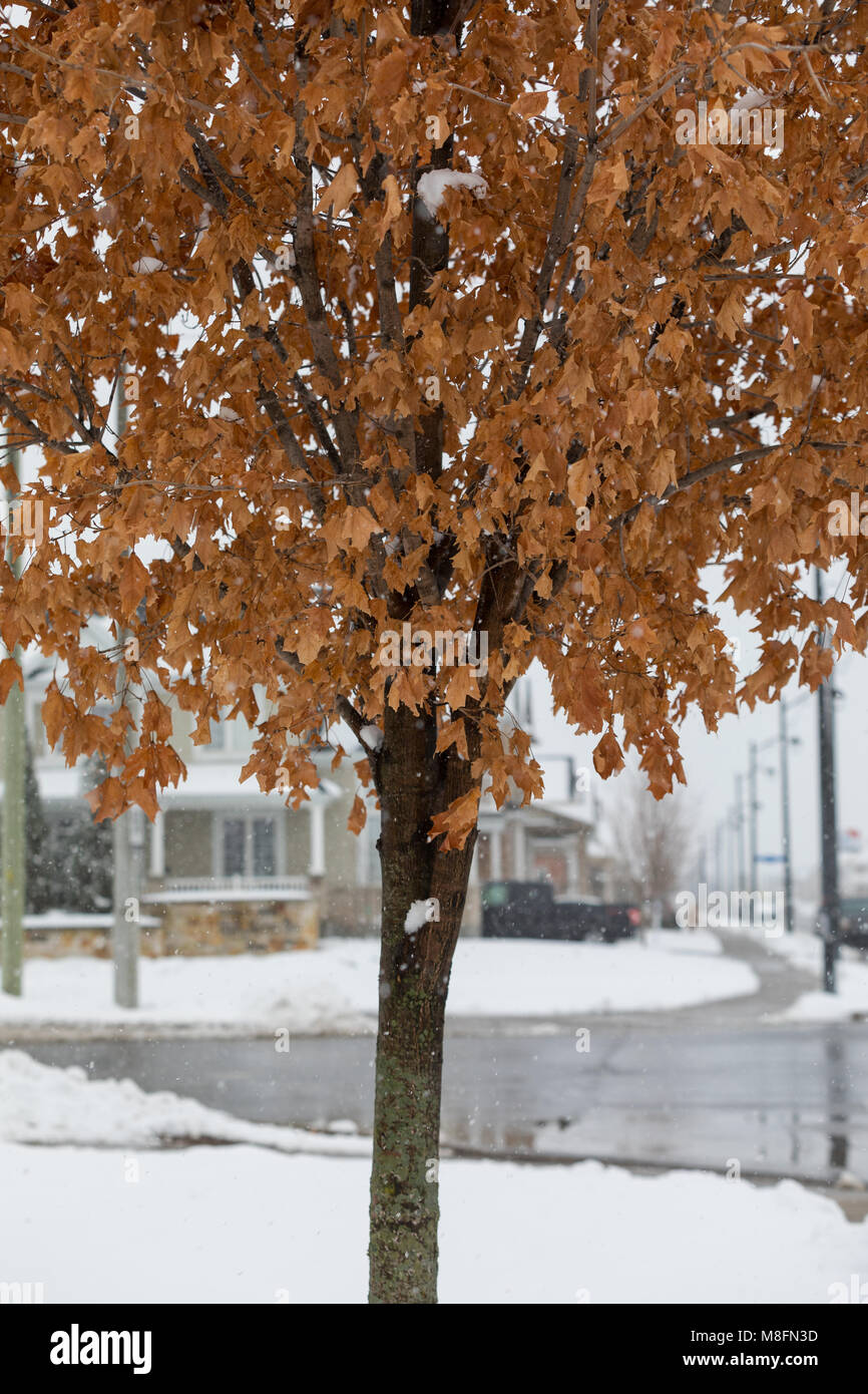 Braun Baum mit Blättern im Winter Stockfoto