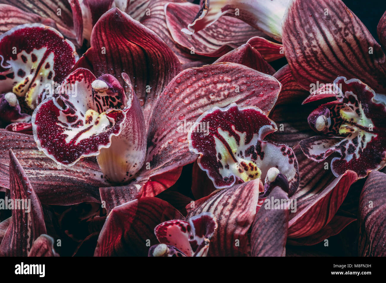 Unglaublich, schön, herrlich, fantastisch blühende Blumen Stockfoto