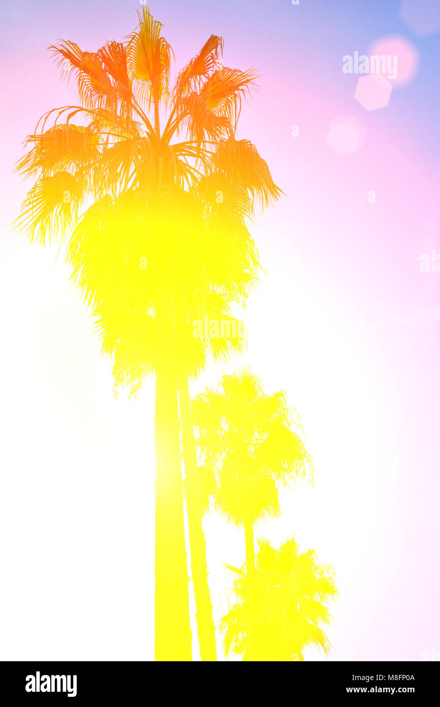 Retro-Bild von Palmen und schönen Sonnenuntergang. Natürlicher Hintergrund mit Kopierbereich Stockfoto