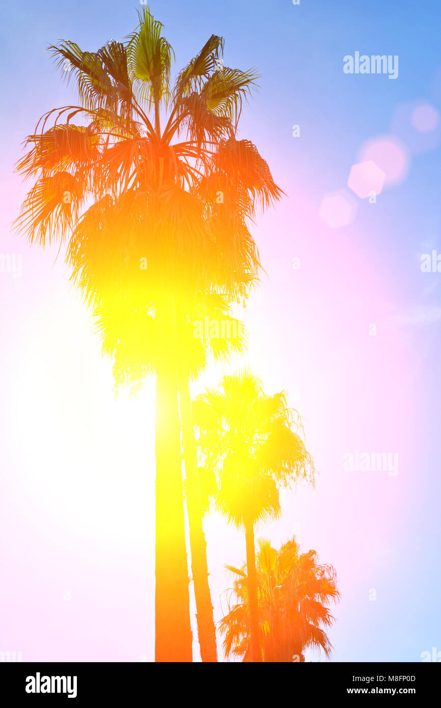 Retro-Bild von Palmen und schönen Sonnenuntergang. Natürlicher Hintergrund mit Kopierbereich Stockfoto