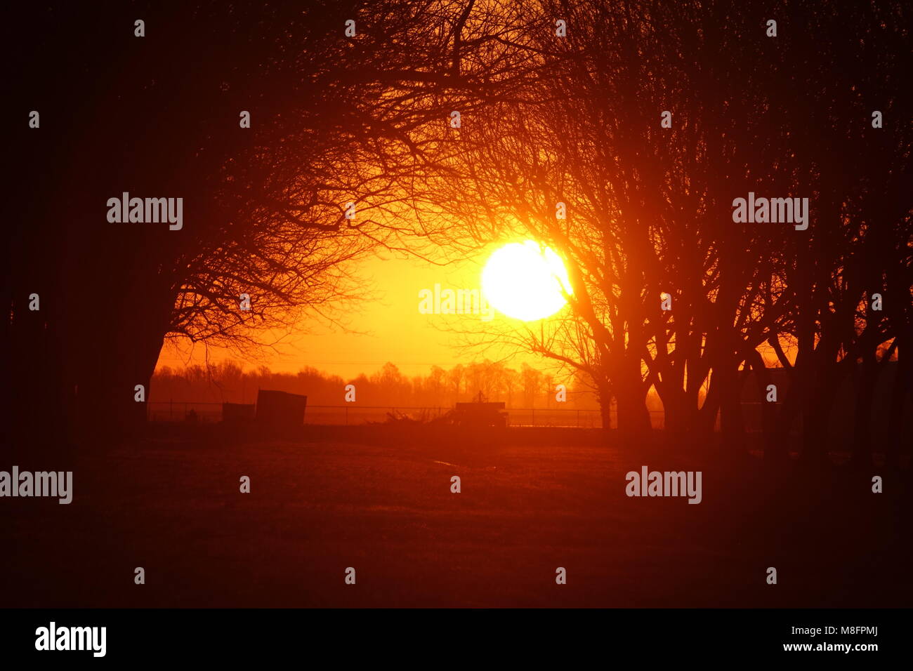 Schönen frühen Morgen Sonnenaufgang in einem Pecan Obstgarten. Stockfoto