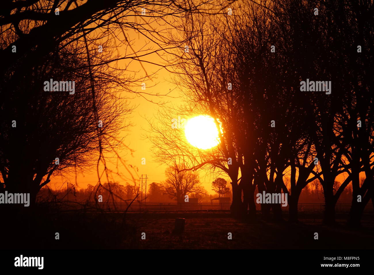 Schönen frühen Morgen Sonnenaufgang in einem Pecan Obstgarten. Stockfoto