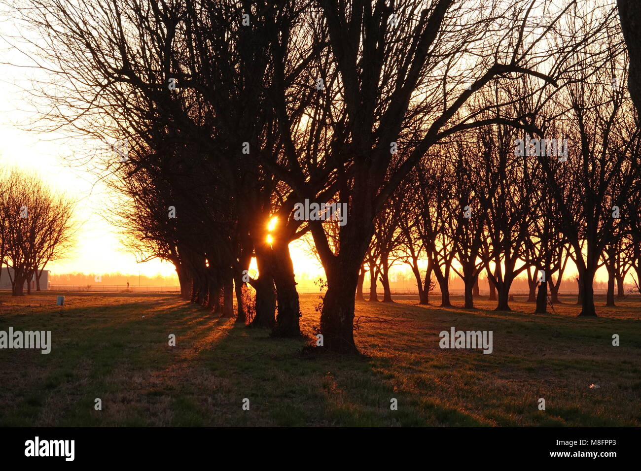 Schönen frühen Morgen Sonnenaufgang in einem Pecan Obstgarten. Stockfoto