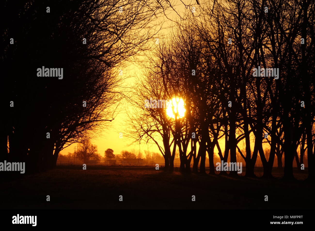 Schönen frühen Morgen Sonnenaufgang in einem Pecan Obstgarten. Stockfoto