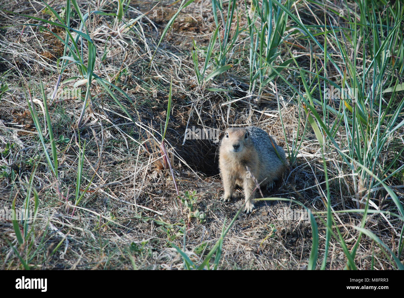 Arktische Erdhörnchen. Eine arktische Eichhörnchen, Urocitellus parryii, aus seiner Höhle auf der Suche nach Sonnenschein und Essen. Die Erhaltung ist die Heimat vieler der Nagetiere, die häufig finden Sie hasten durch die Tundra. Stockfoto