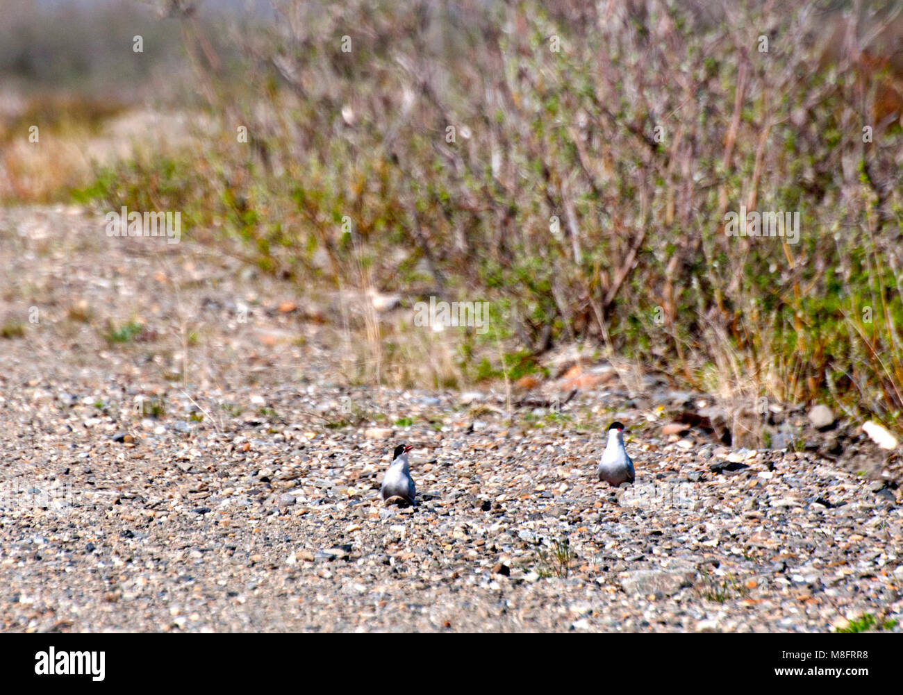 Küstenseeschwalben. Dieses Paar von Küstenseeschwalben, einige dringend benötigte Ausfallzeit auf dem Boden sind beim Besuch Northwest Alaska (und vielleicht Bering Land Bridge National Preserve!) Stockfoto